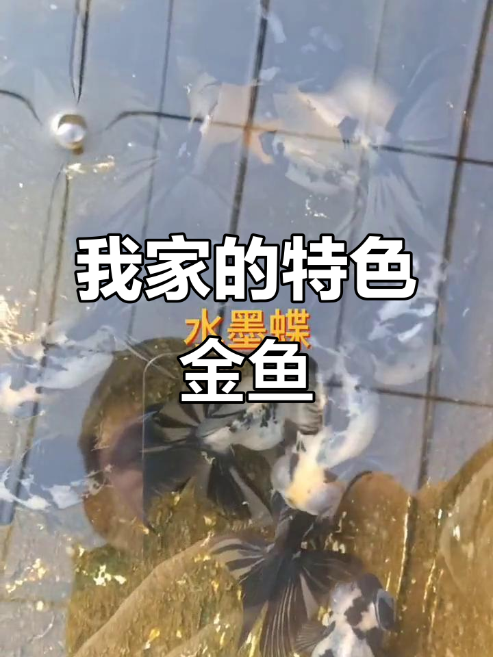 介绍我家金鱼品种:从红顶虎到雪青色龙背