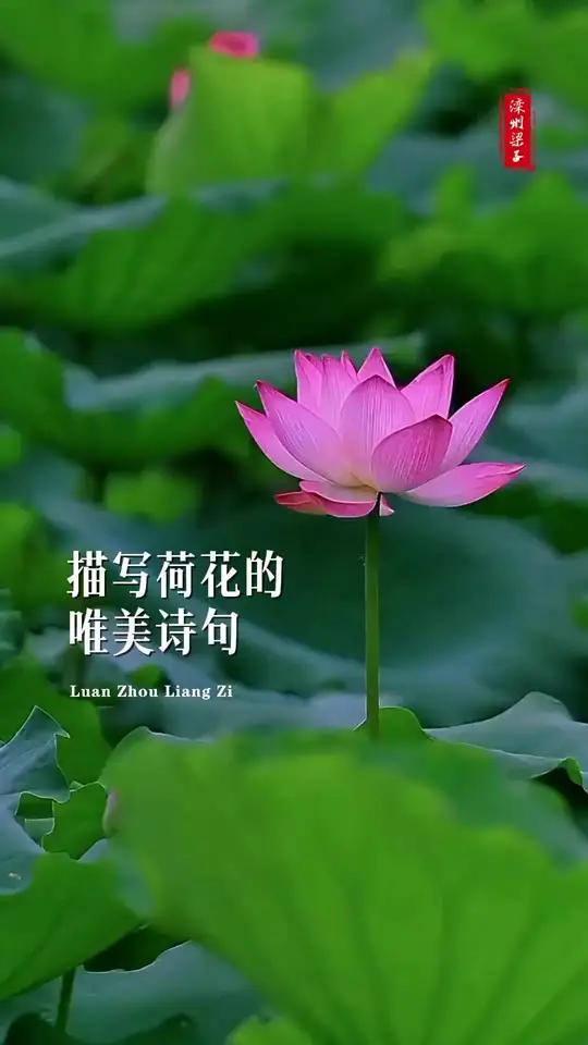 描写荷花的唯美诗句