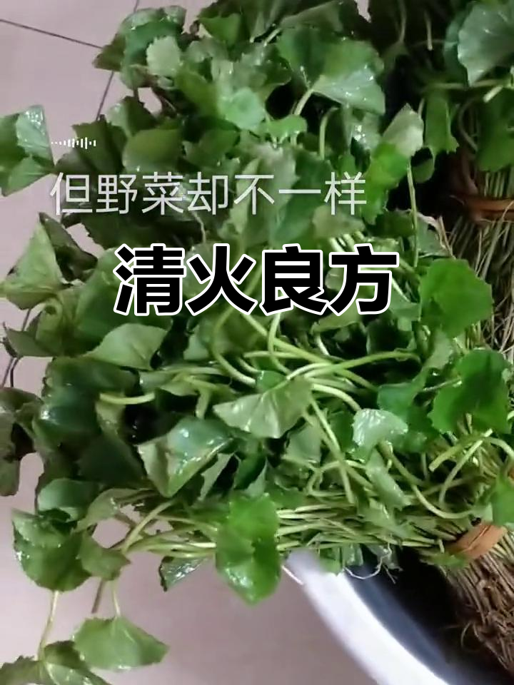 野生灯盏菜，煲汤清火，缓解牙龈肿痛