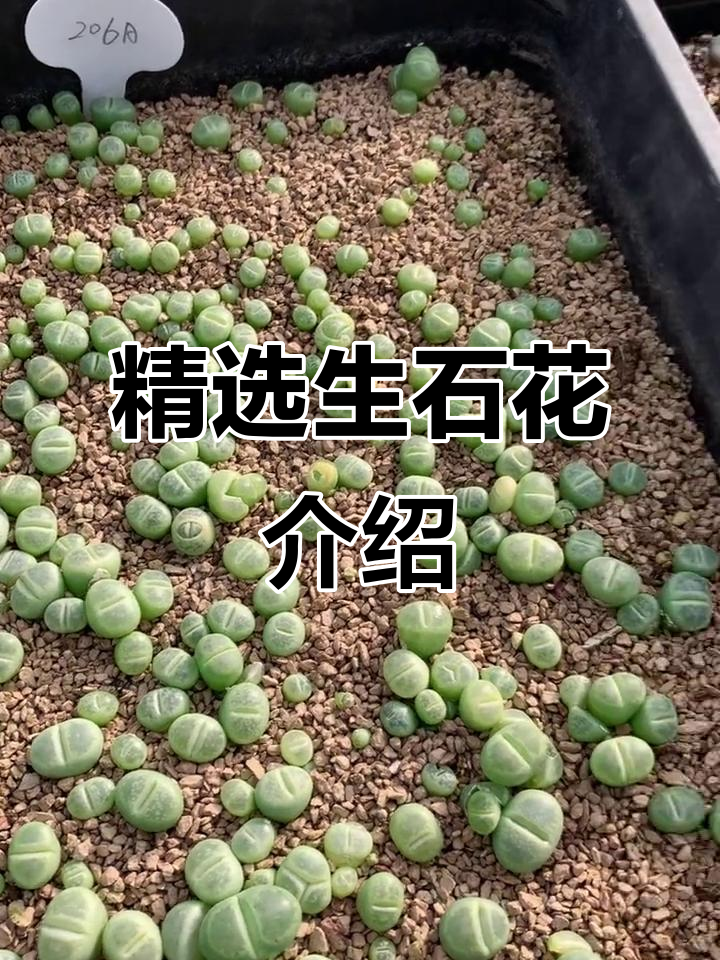 生石花品种大揭秘:五兰玉、绿神笛与碧琉璃等
