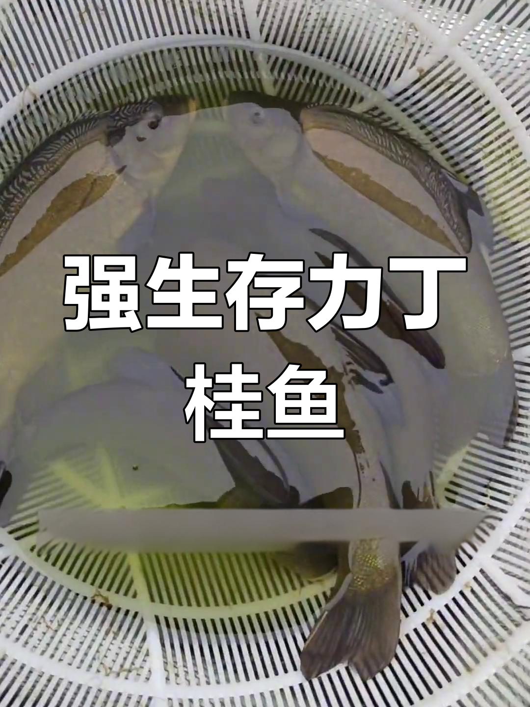 丁桂鱼:耐寒抗氧,生长迅速的优质鱼类