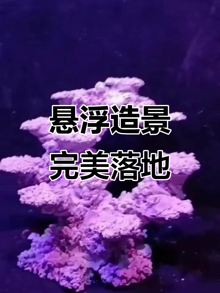 鱼缸造景完成后,效果惊艳!底座加高让整体更协调