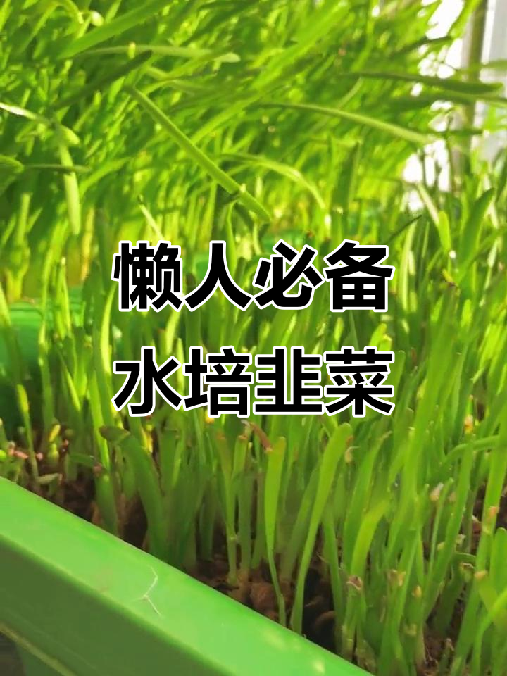 水培韭菜,轻松搞定绿色有机蔬菜