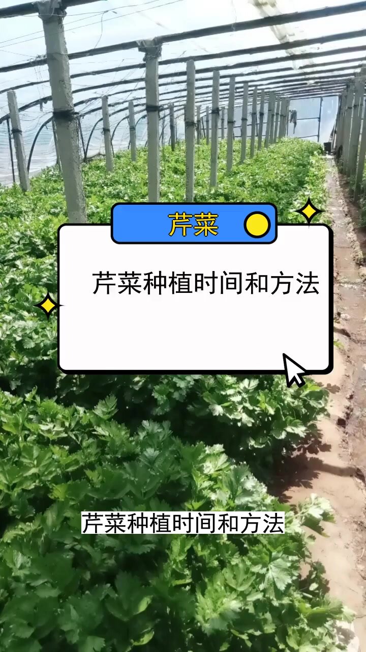 芹菜种植时间和方法