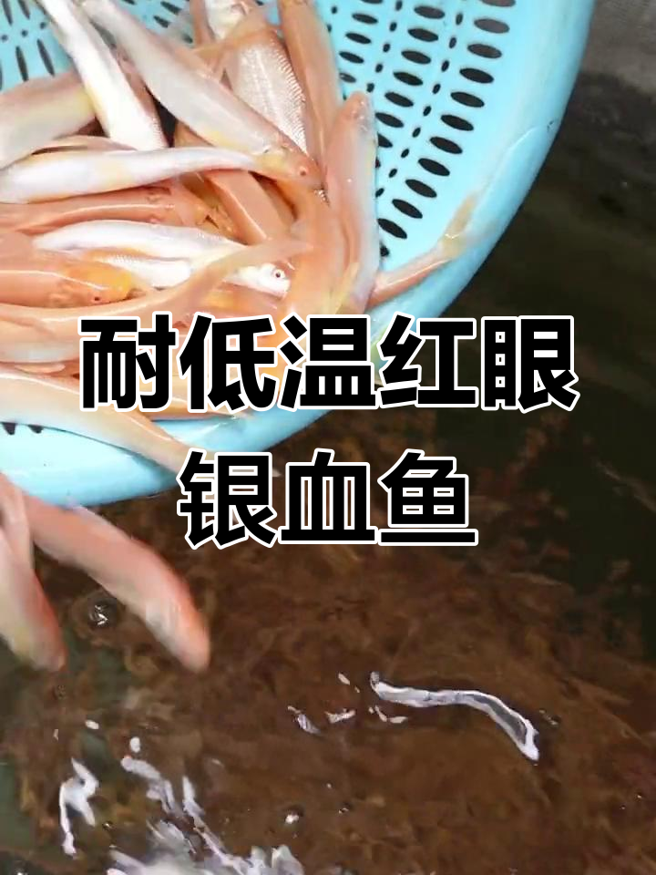 红眼银鳕鱼:低水质也能生存,四季可养
