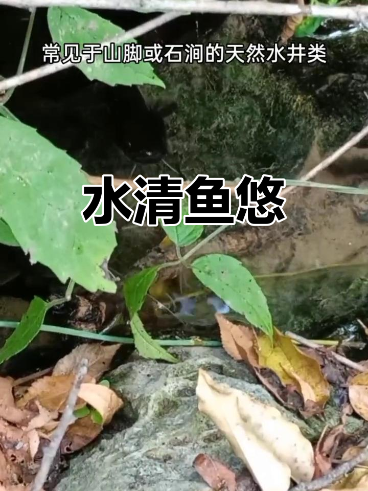 溪水清澈，鲶鱼悠闲游动，展现自然生态之美