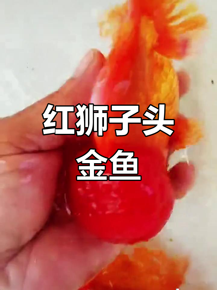 肥硕红金鱼,魅力无法抗拒!