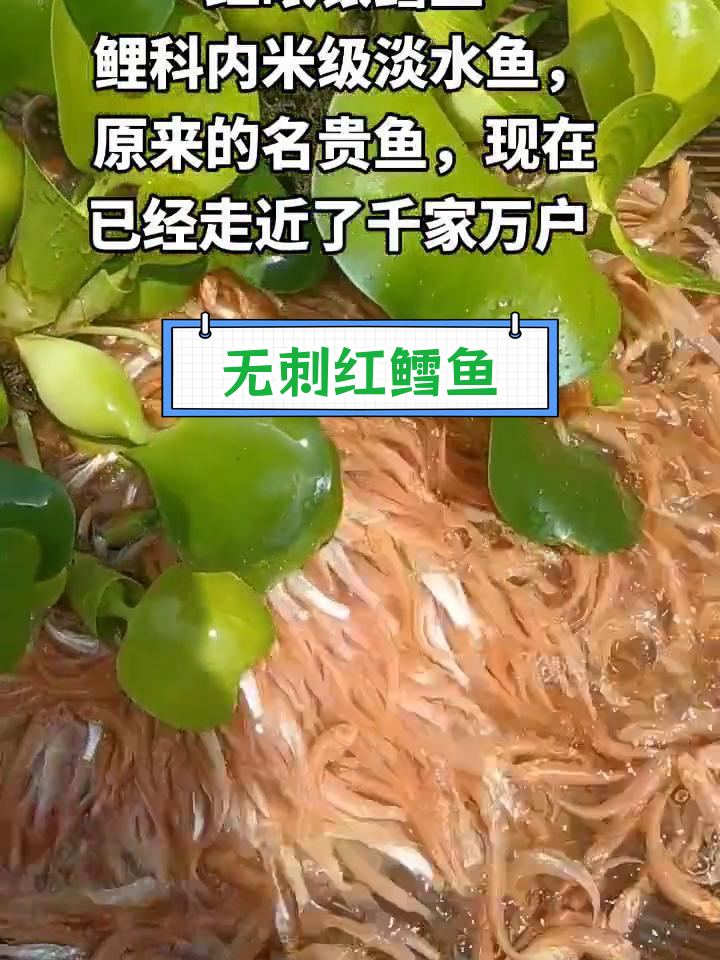 红色银鳕鱼,肉质鲜美无刺