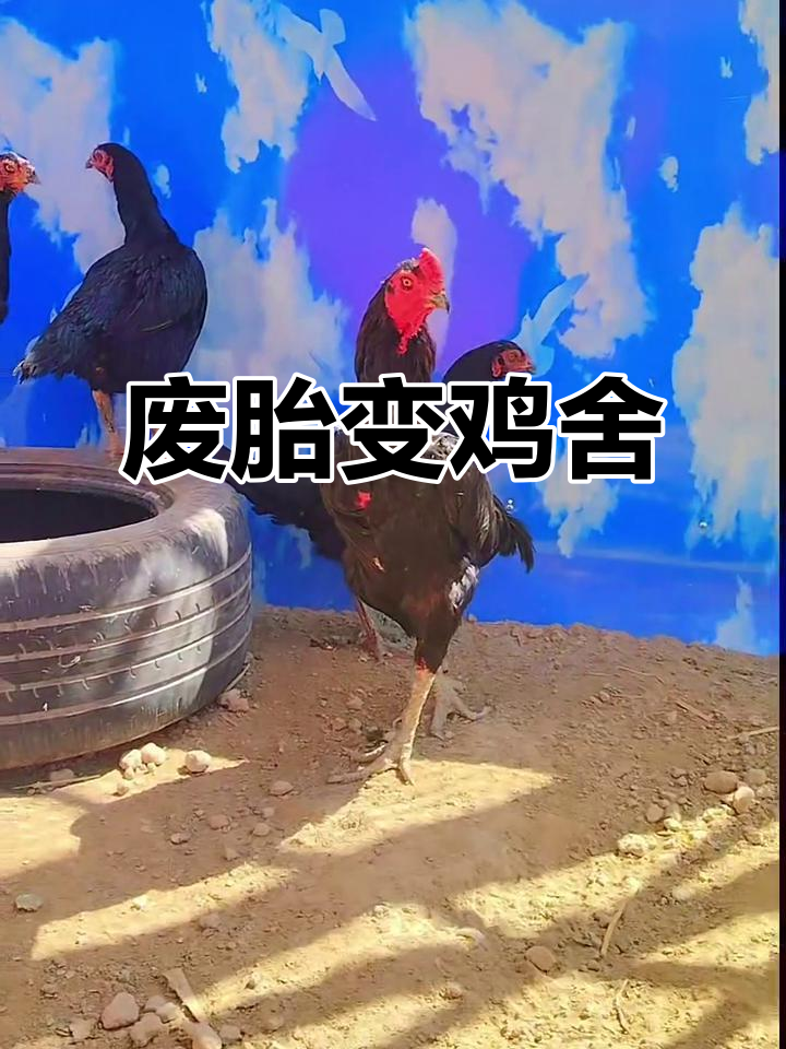 用废旧轮胎打造创意鸡舍,斗鸡爱好者的乡村生活