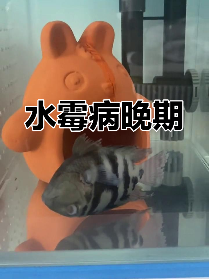迷你鹦鹉鱼水霉病,发现时已无法挽回