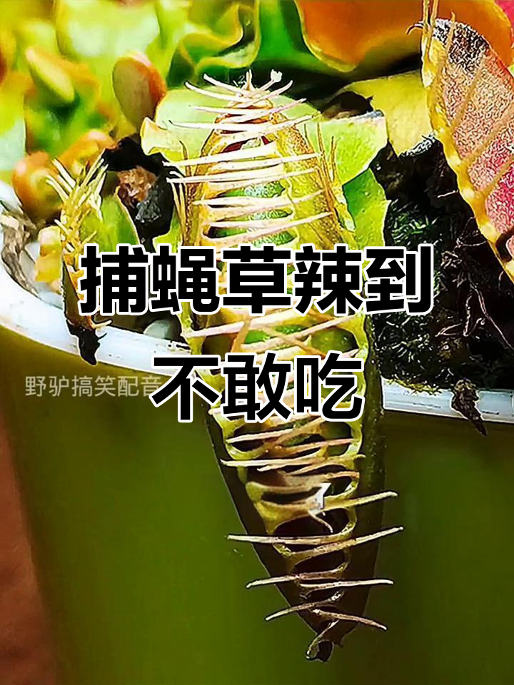 捕蝇草太辣,敢挑战吗?辣椒和辣根的极限考验
