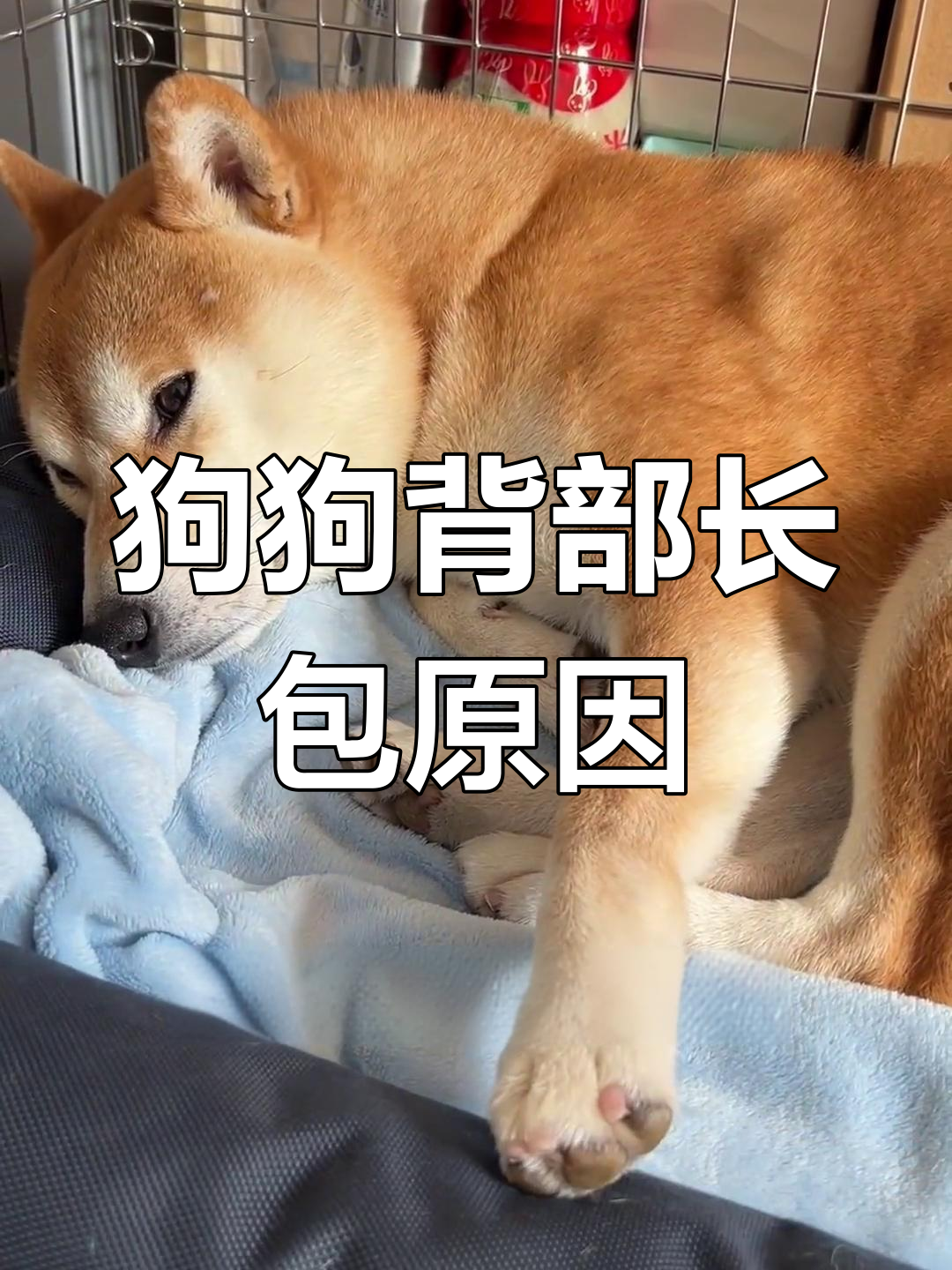 狗狗背上长包,究竟发生了什么?