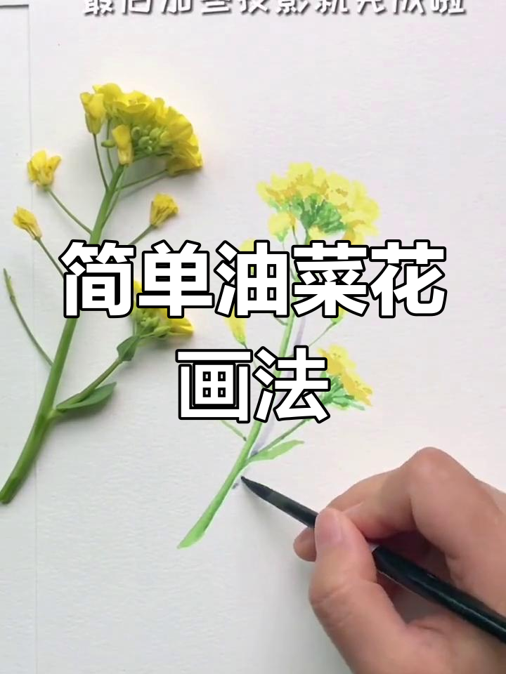 油菜花写生,轻松创意绘画
