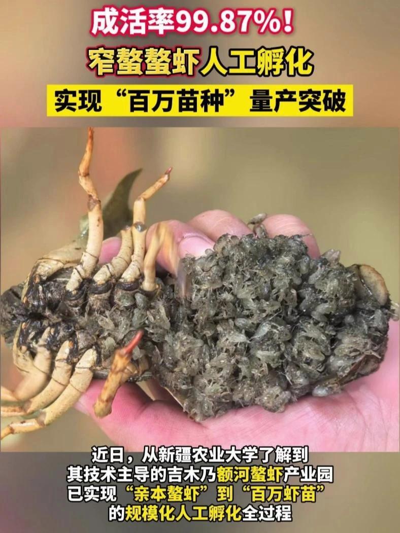 成活率99.87%!新疆窄螯螯虾人工孵化实现“百万苗种”量产突破!窄螯螯虾 额河螯虾 水产