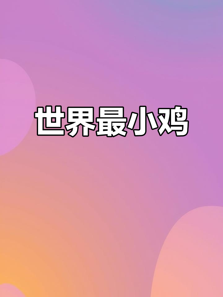 世界上最小的鸡，迷你又温顺，适合当宠物养