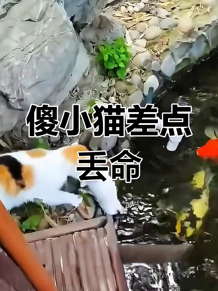 小猫钓鱼掉进池塘，险被大鱼吃掉
