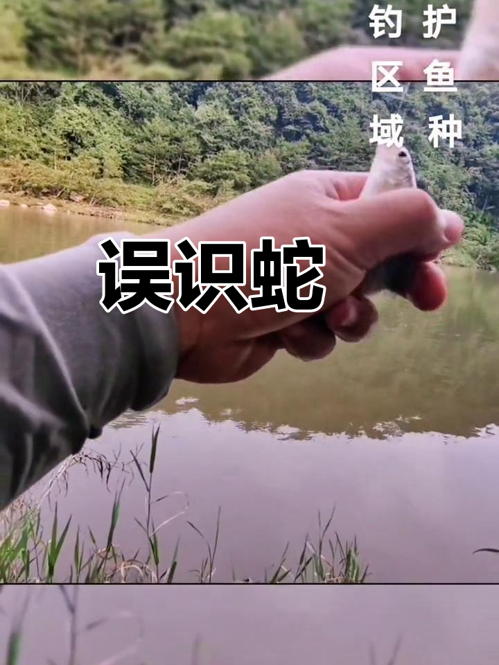 野钓银鮈鱼,误认船钉子