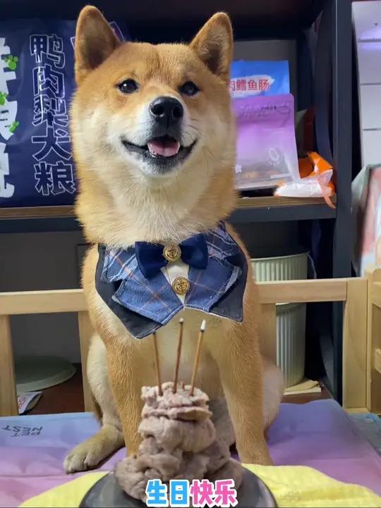 好快呀!大圣来了三年了,今天是大圣三岁的生日,给它最爱吃的 牛肉蛋糕,一起唱了生日歌,过了