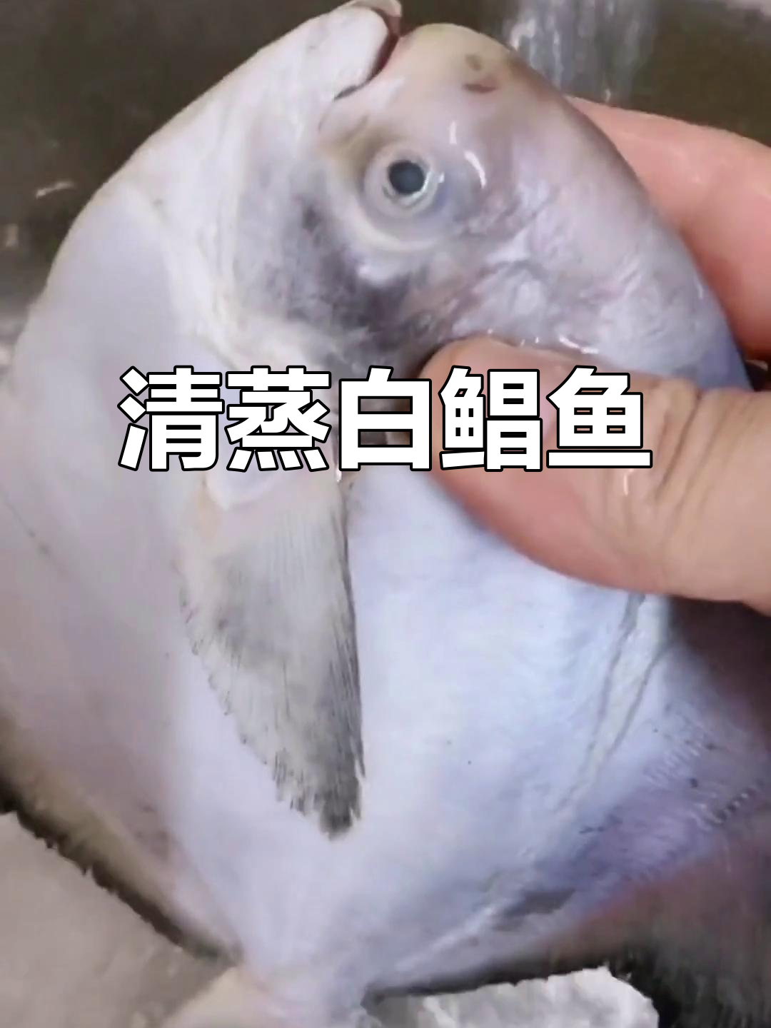 潮汕清蒸白鲳鱼,家常美味轻松做