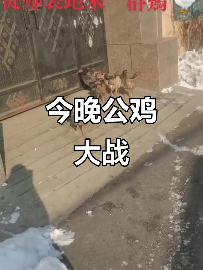 公鸡中的战斗机,今晚吃大吉大利!