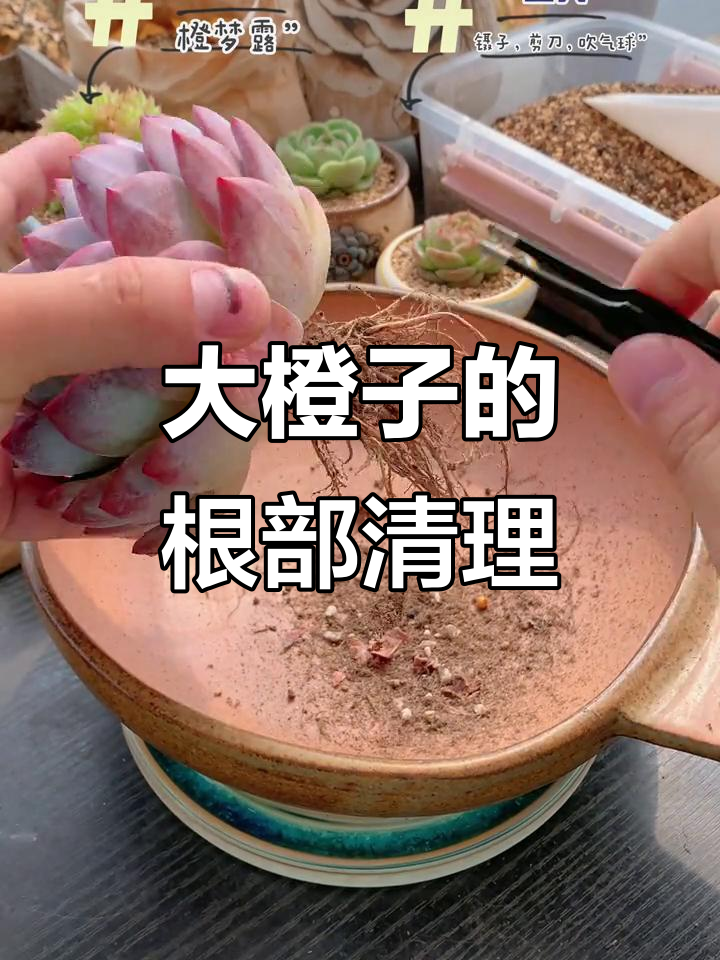 修根大橙子,展示多肉修剪技巧
