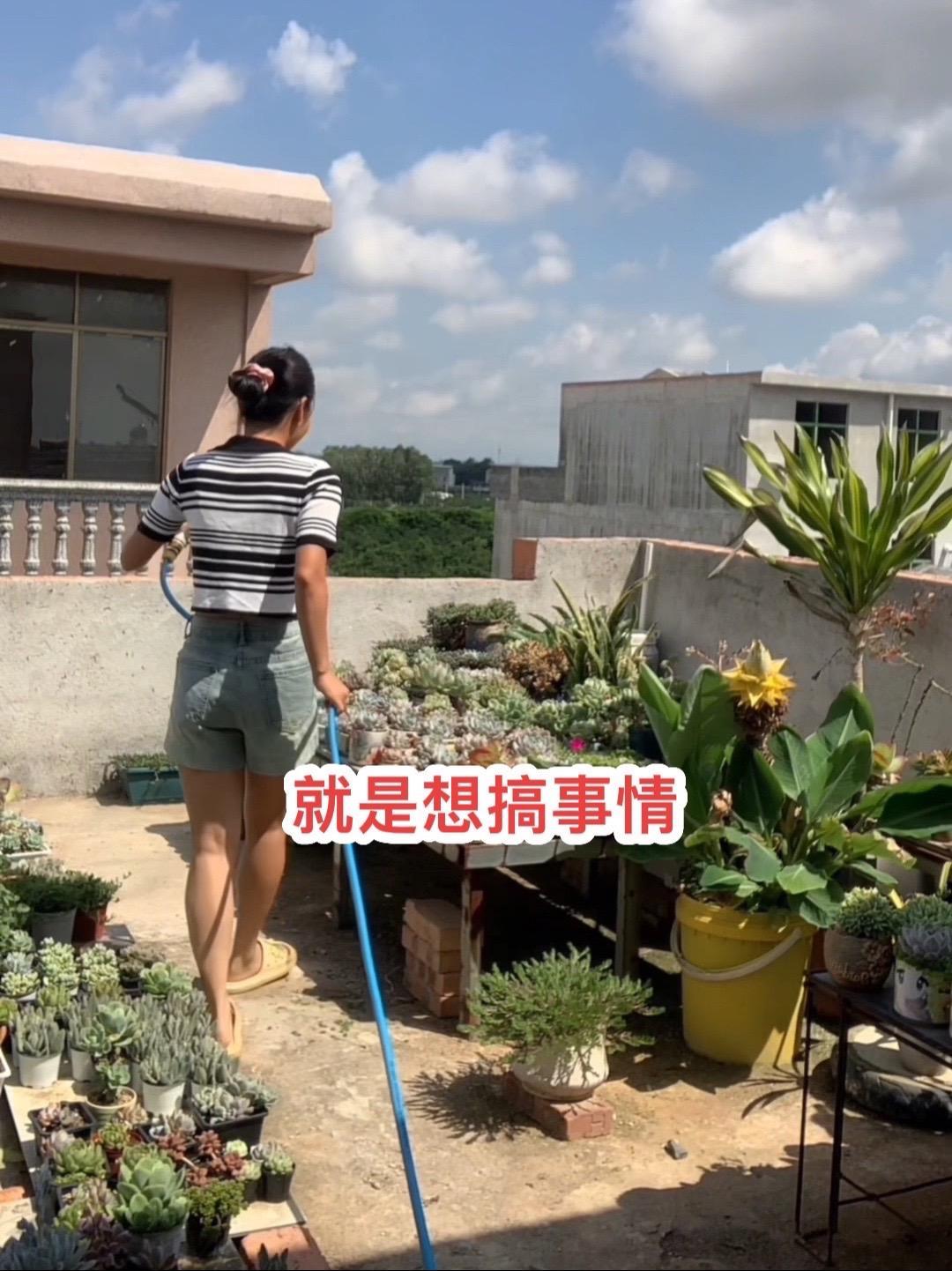 闲人养多肉,捻子木,鸟,鱼 爱生活爱养花 多肉 虎皮鹦鹉 斑马鱼 斗鱼
