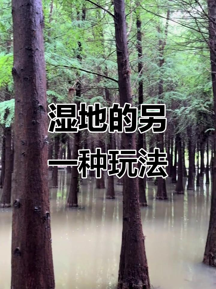 阴雨天,捞鱼河湿地公园还能怎么玩?