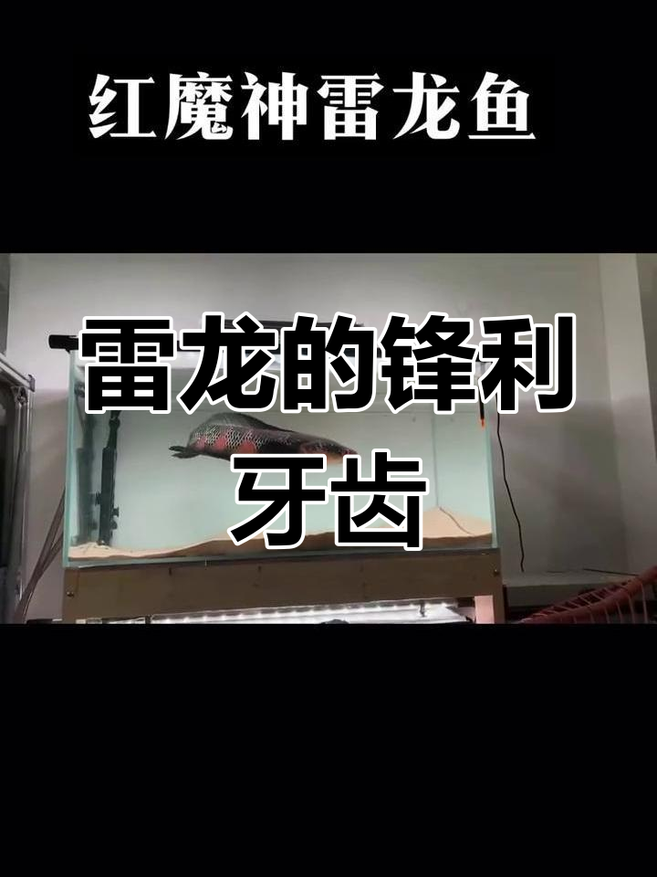 红魔神雷龙鱼大比拼:牙齿与拳头的较量