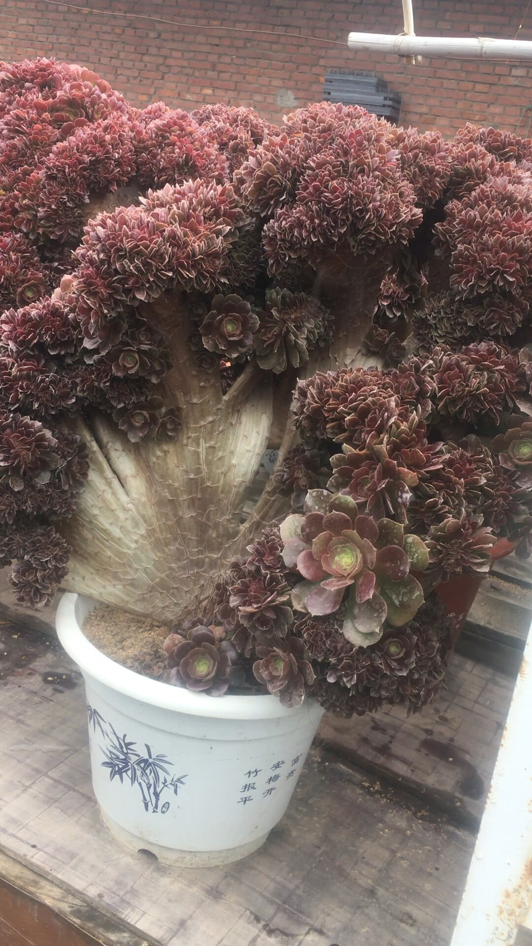 多肉植物之法师缀化