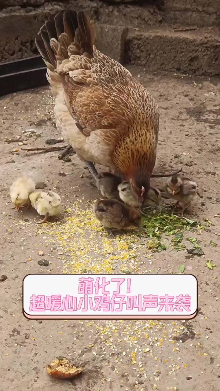 萌化了!超暖心小鸡仔叫声来袭