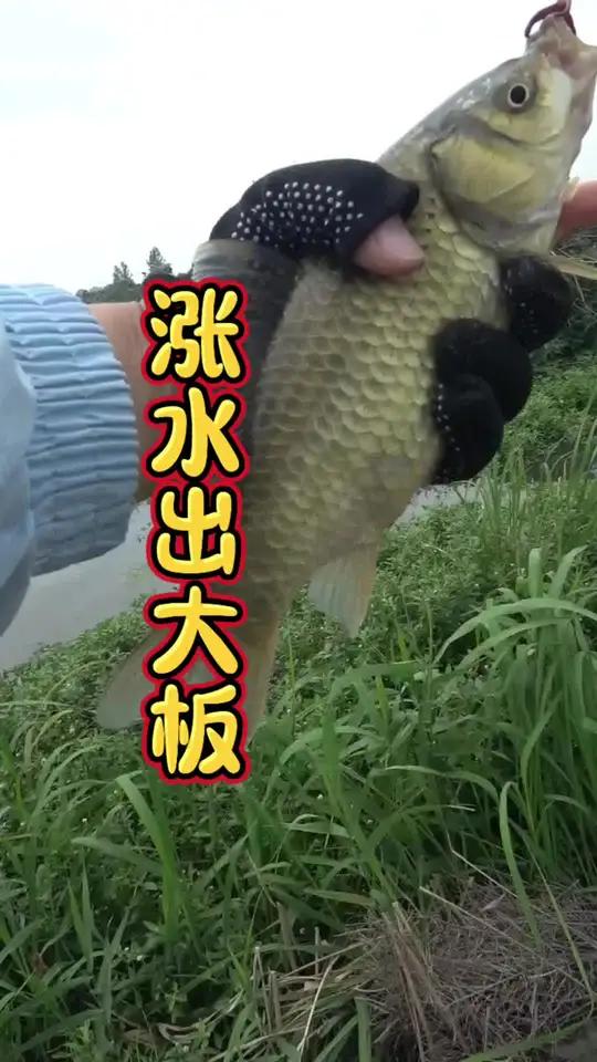 下雨在家睡了两天都不知道起早钓鱼了幸好这个地方走水,要不然一条钓不到,温度高白条都不给口了