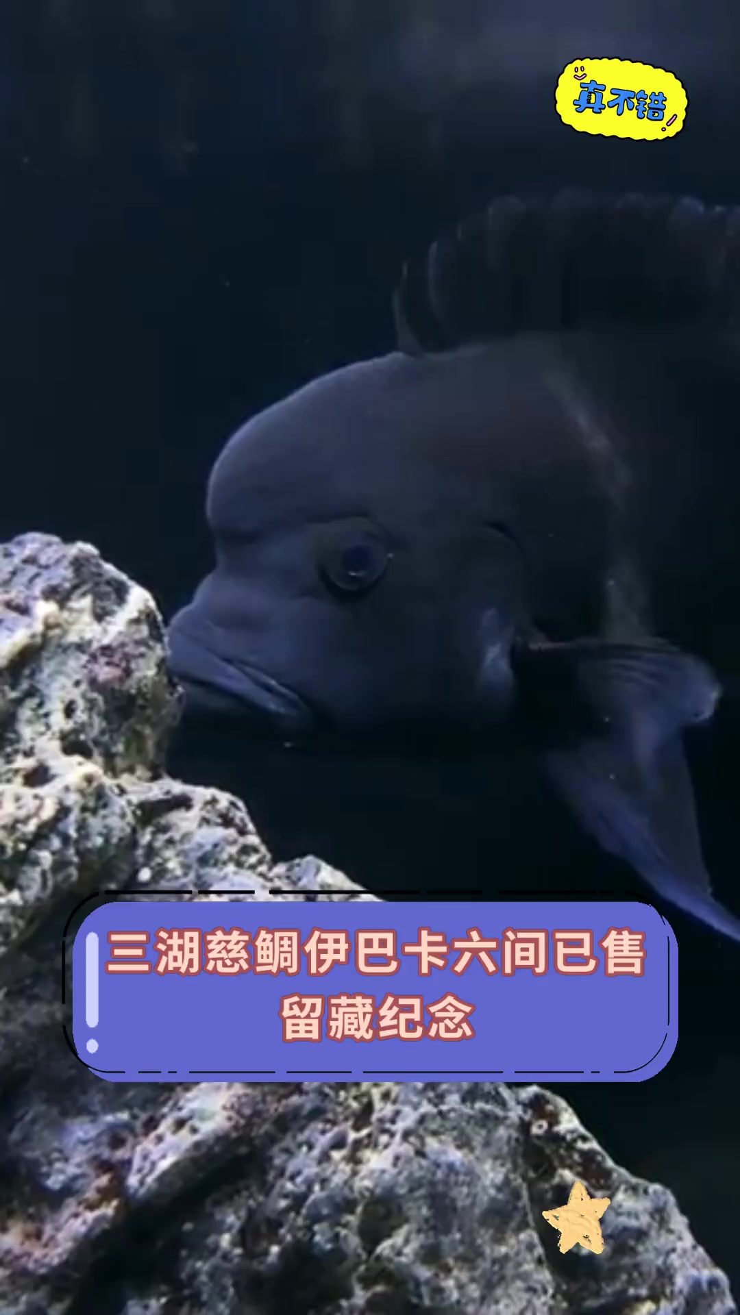 三湖慈鲷伊巴卡六间已售,留藏纪念