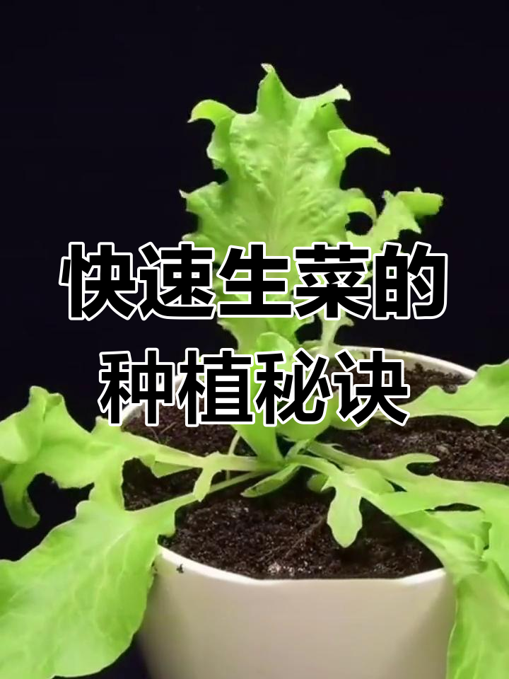 生菜生长速度惊人,三天发芽八天长成!