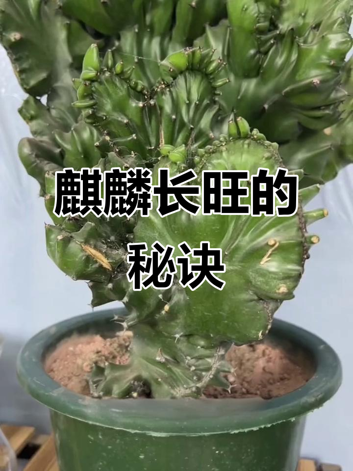 麒麟多肉养护秘籍:耐旱、喜光,施肥不可少