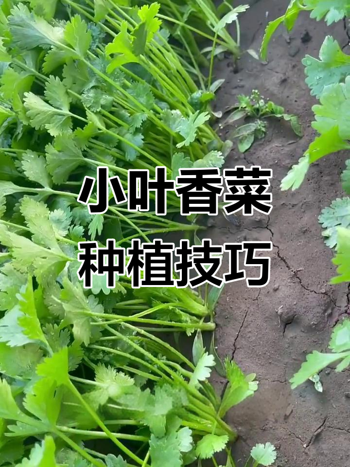为什么现在的香菜没有味道？教你种农家小叶香菜，超好吃！