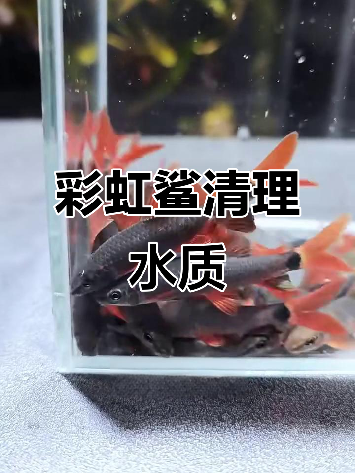 彩虹鲨:水族箱里的清洁工,吃光一切残渣和绿藻