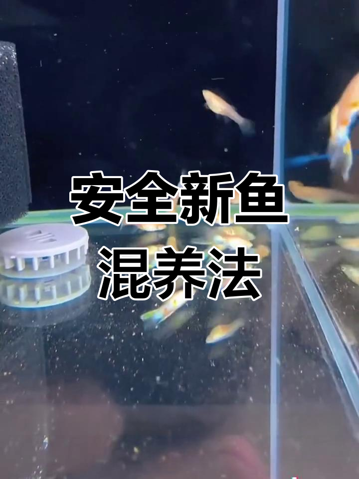 新鱼到家如何安全混养与合缸