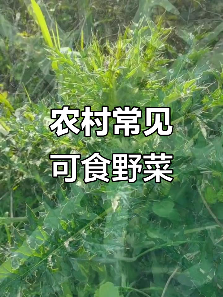 这些农村常见野菜，你吃过几种？
