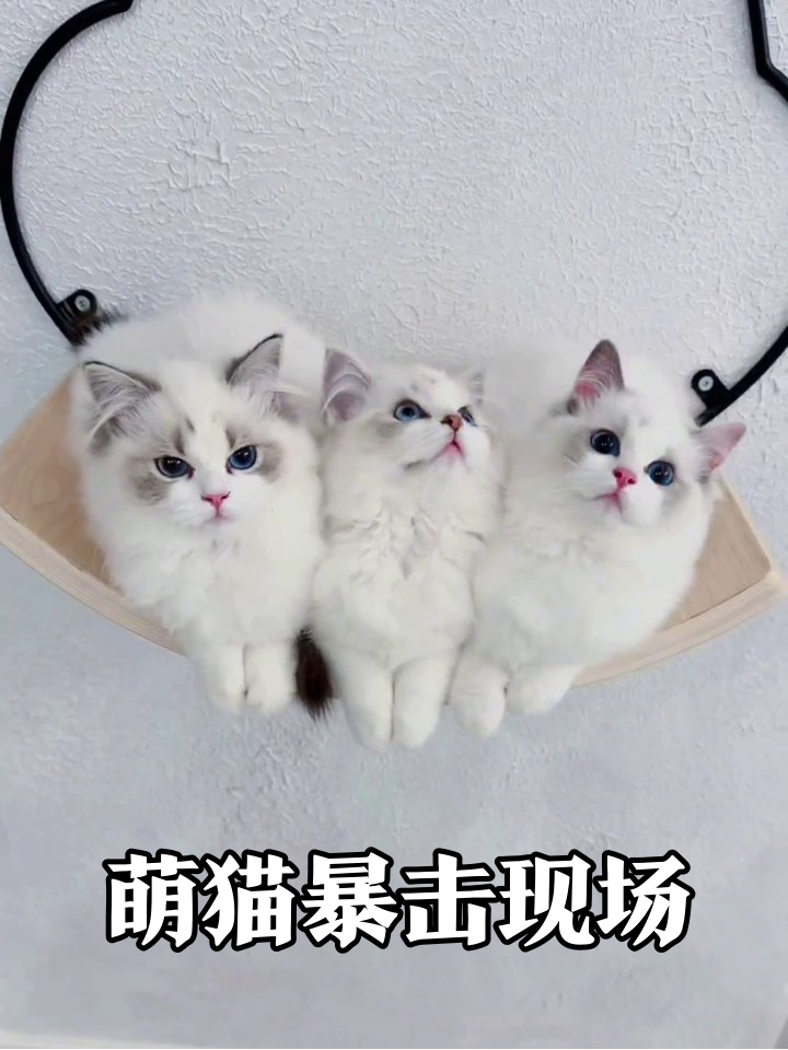 二十只布偶幼崽集体卖萌!蓝眼睛暴击太治愈