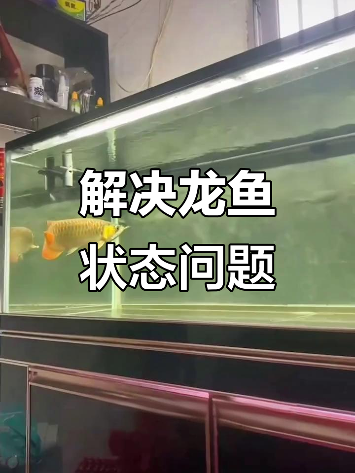 龙鱼游动异常?检查环境与滤材,解决问题小技巧