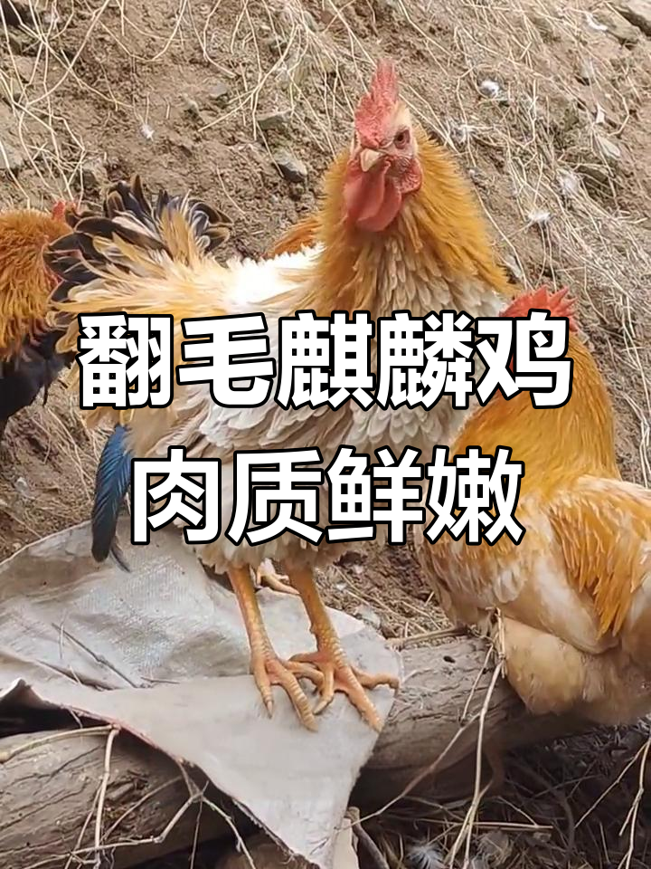麒麟鸡:全身羽毛卷曲,养生煲汤佳选