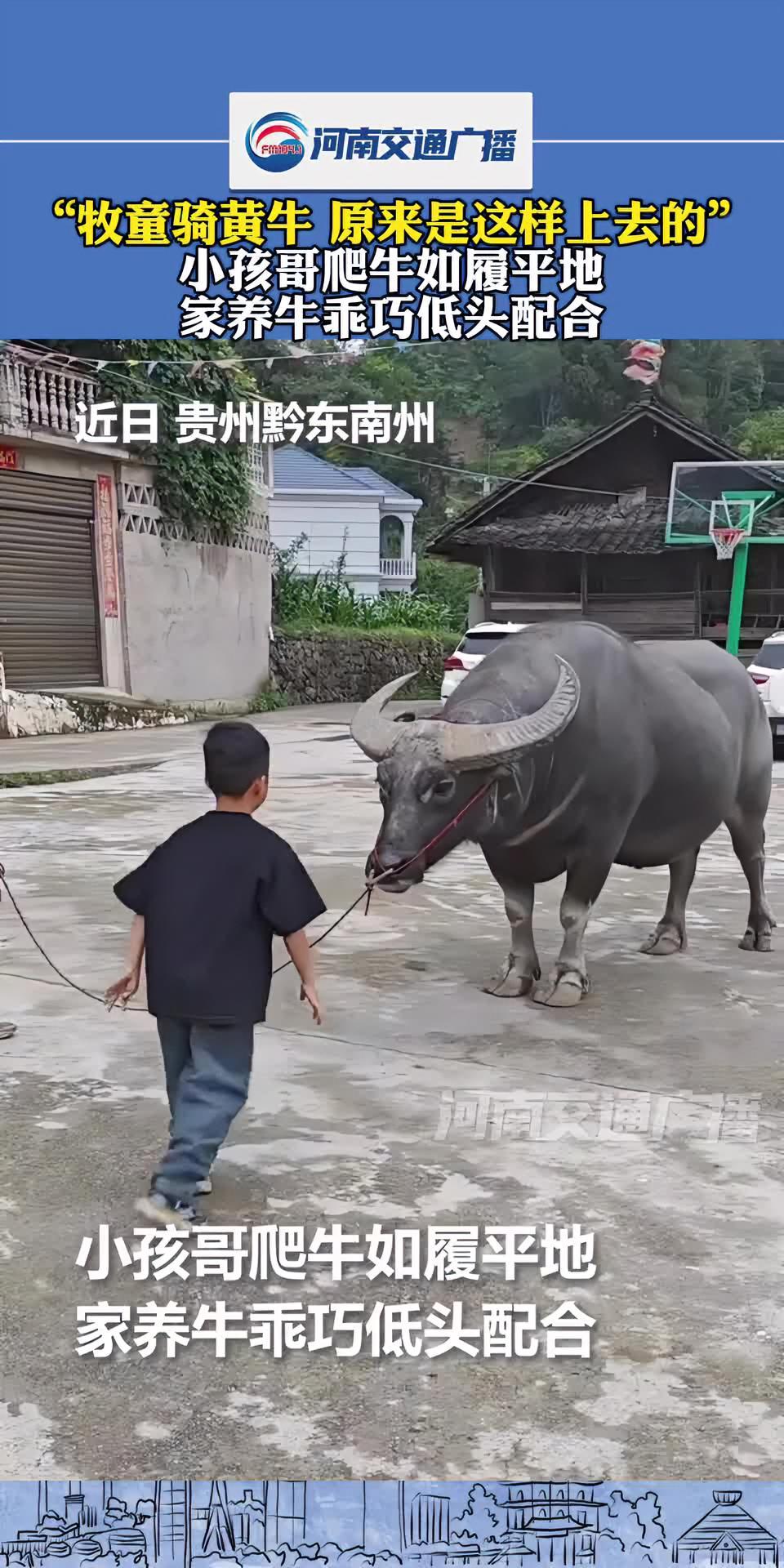 “牧童骑黄牛 原来是这样上去的”小孩哥爬牛如履平地,家养牛乖巧低头配合(@人民日报 @东家