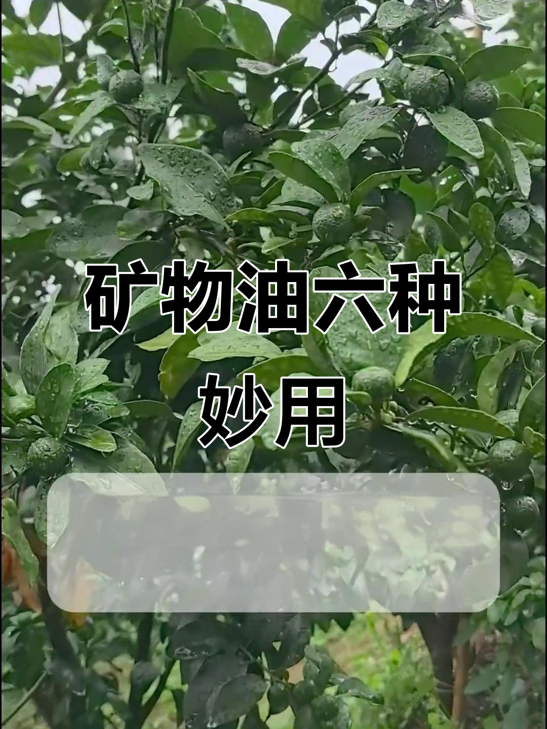 矿物油六大神奇用法,轻松防治柑橘病害