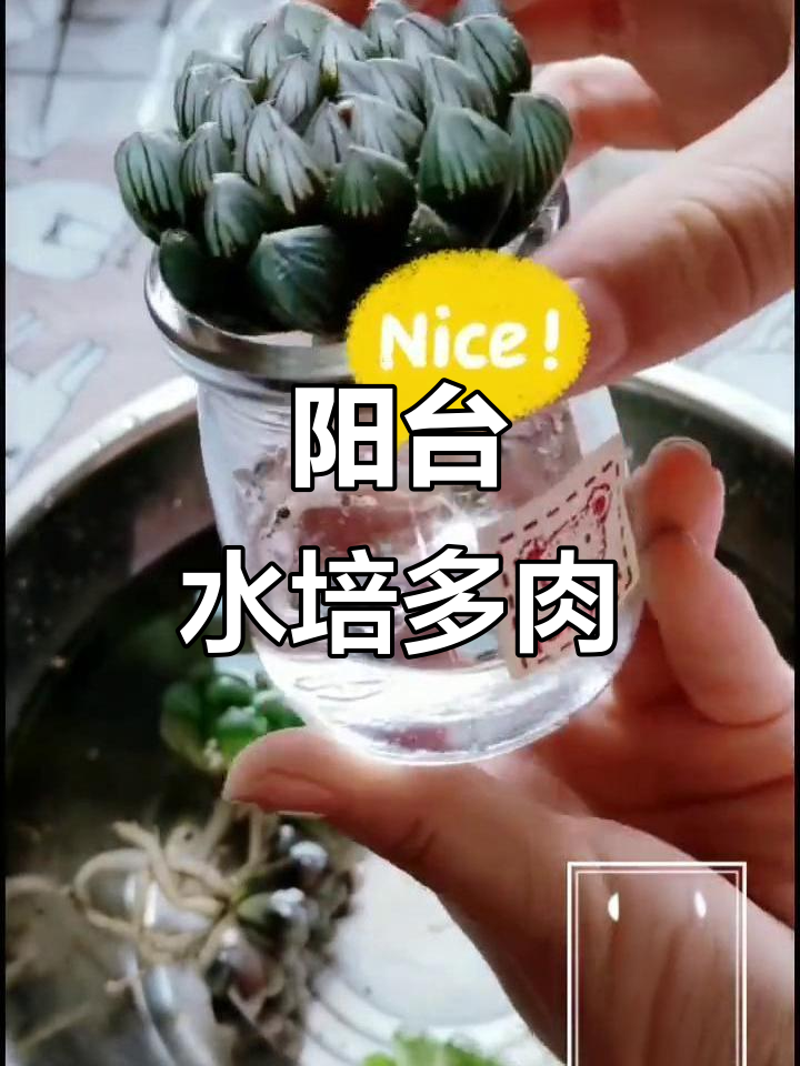 水培多肉植物,打造阳台小花园与绿色蔬菜
