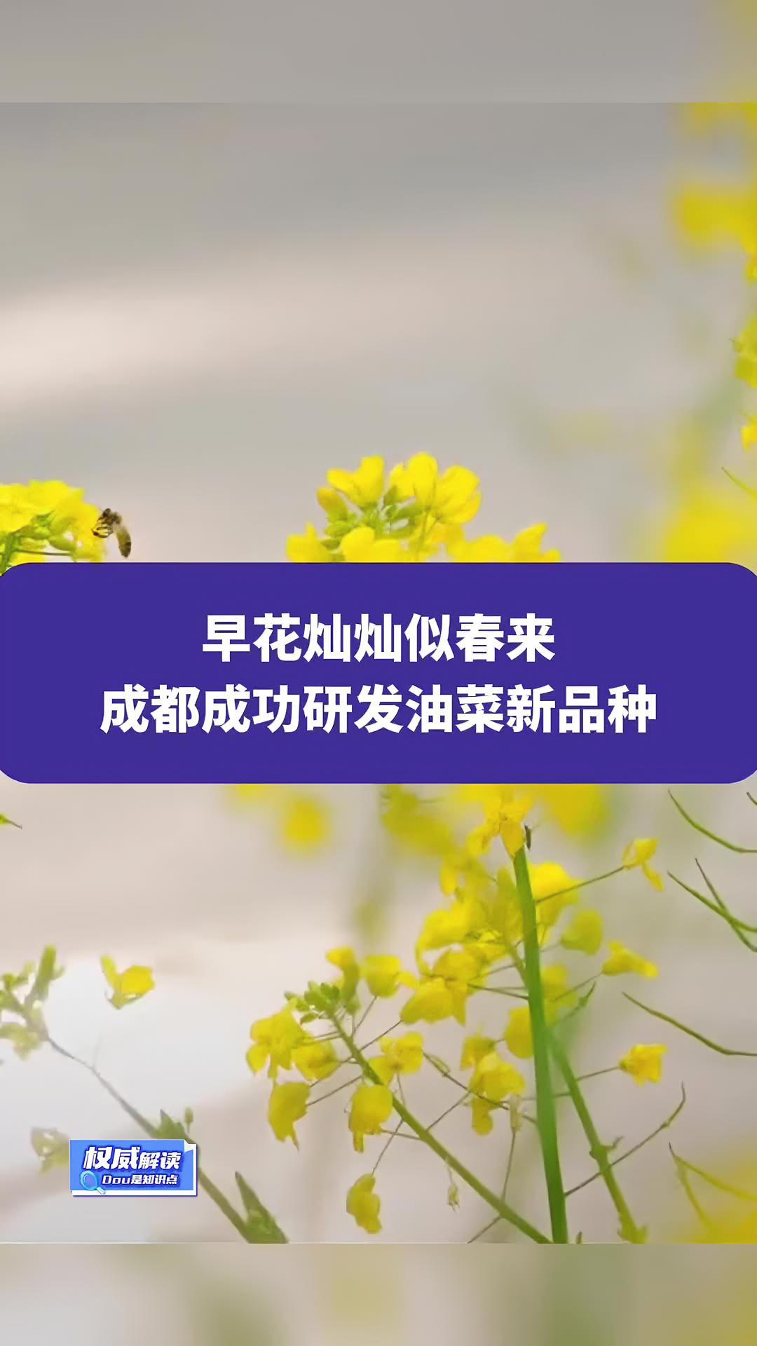 早花灿灿似春来,成都成功研发油菜新品种 成都 油菜花 春天 权威解读