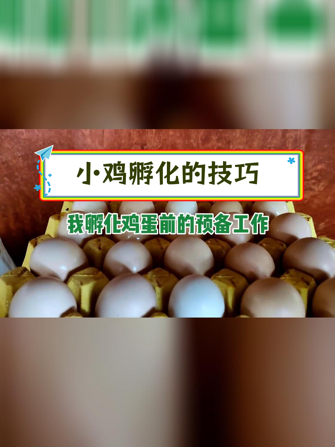 人工孵化小鸡全过程记录
