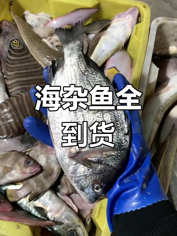 新鲜野生海杂鱼大集合,牛尾、鲳鱼一网打尽