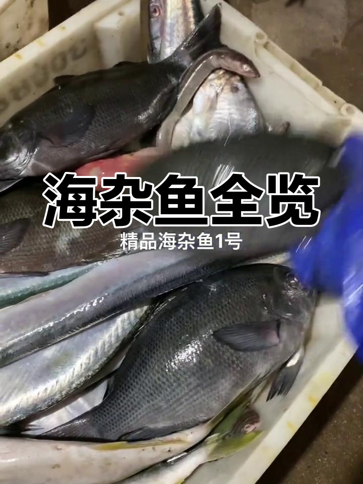 新鲜野生海杂鱼大集合,超多种类等你来挑选