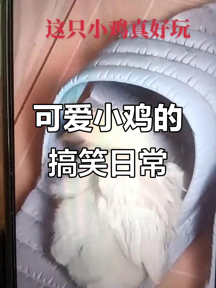 小鸡钻进拖鞋,调皮撒娇萌翻了