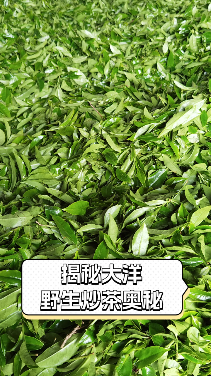 揭秘大洋野生炒茶奥秘